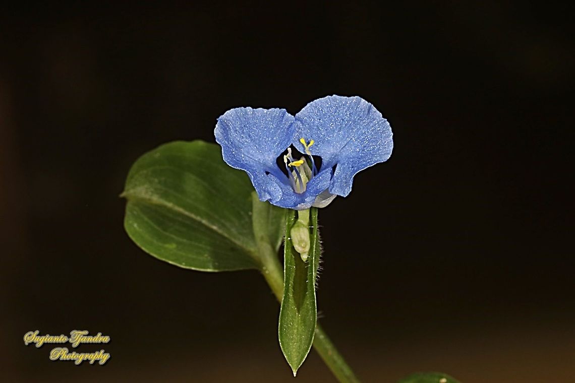 Spreading Dayflower, Commelina diffusa  Climbing dayflower,Commelina diffusa,Commelina virginica,Geotagged,Indonesia,Winter