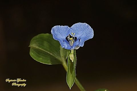 Spreading Dayflower, Commelina diffusa  Climbing dayflower,Commelina diffusa,Commelina virginica,Geotagged,Indonesia,Winter
