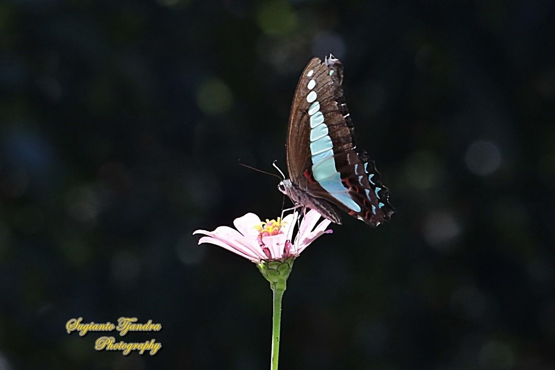 Common Bluebottle (Graphium sarpedon luctatius) "sucking nectar on the Zinnia flower"  Common Bluebottle,Geotagged,Graphium sarpedon,Indonesia,Winter