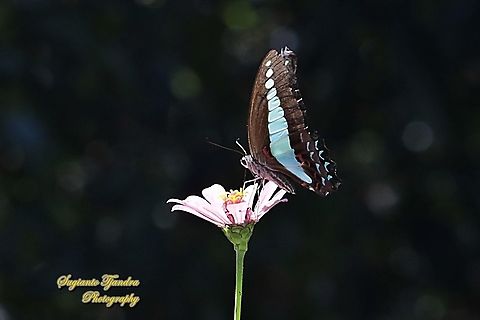 Common Bluebottle (Graphium sarpedon luctatius) "sucking nectar on the Zinnia flower"  Common Bluebottle,Geotagged,Graphium sarpedon,Indonesia,Winter