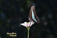 Common Bluebottle (Graphium sarpedon luctatius) "sucking nectar on the Zinnia flower"  Common Bluebottle,Geotagged,Graphium sarpedon,Indonesia,Winter