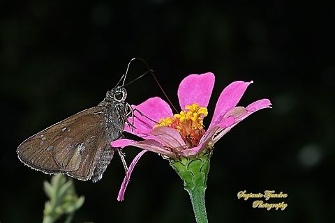 Skipper Butterfly, The Bright Long-spot Flitter (Isma damocles) "sucking nectar on the Zinnia flower"  Geotagged,Indonesia,Isma damocles,Winter