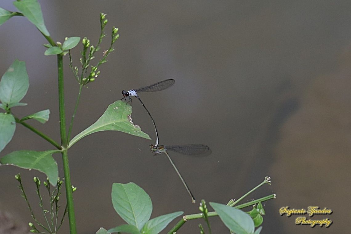 Grey Sprite Damselfly, Pseudagrion Pruinosum "mating"  Geotagged,Indonesia,Pseudagrion pruinosum,Winter