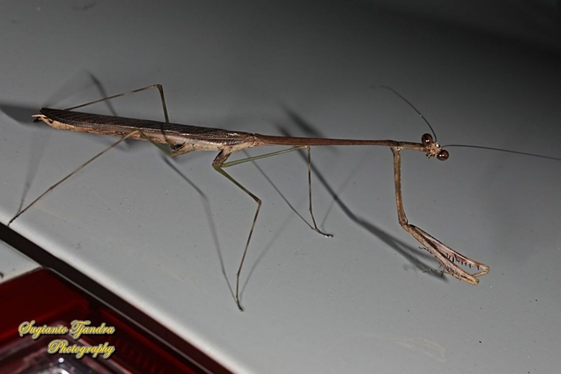 Giraffe mantis, Euchomenella sp, family Mantidea  Geotagged,Indonesia,Winter