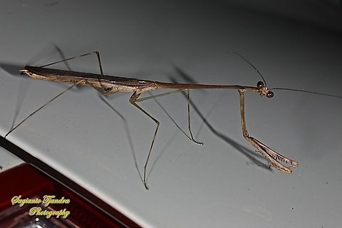 Giraffe mantis, Euchomenella sp, family Mantidea  Geotagged,Indonesia,Winter