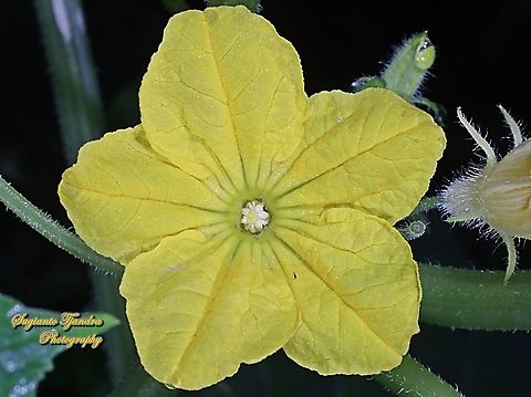 Cucumber flower, (Cucumis sativus)  Cucumber,Cucumis sativus,Geotagged,Indonesia,Winter