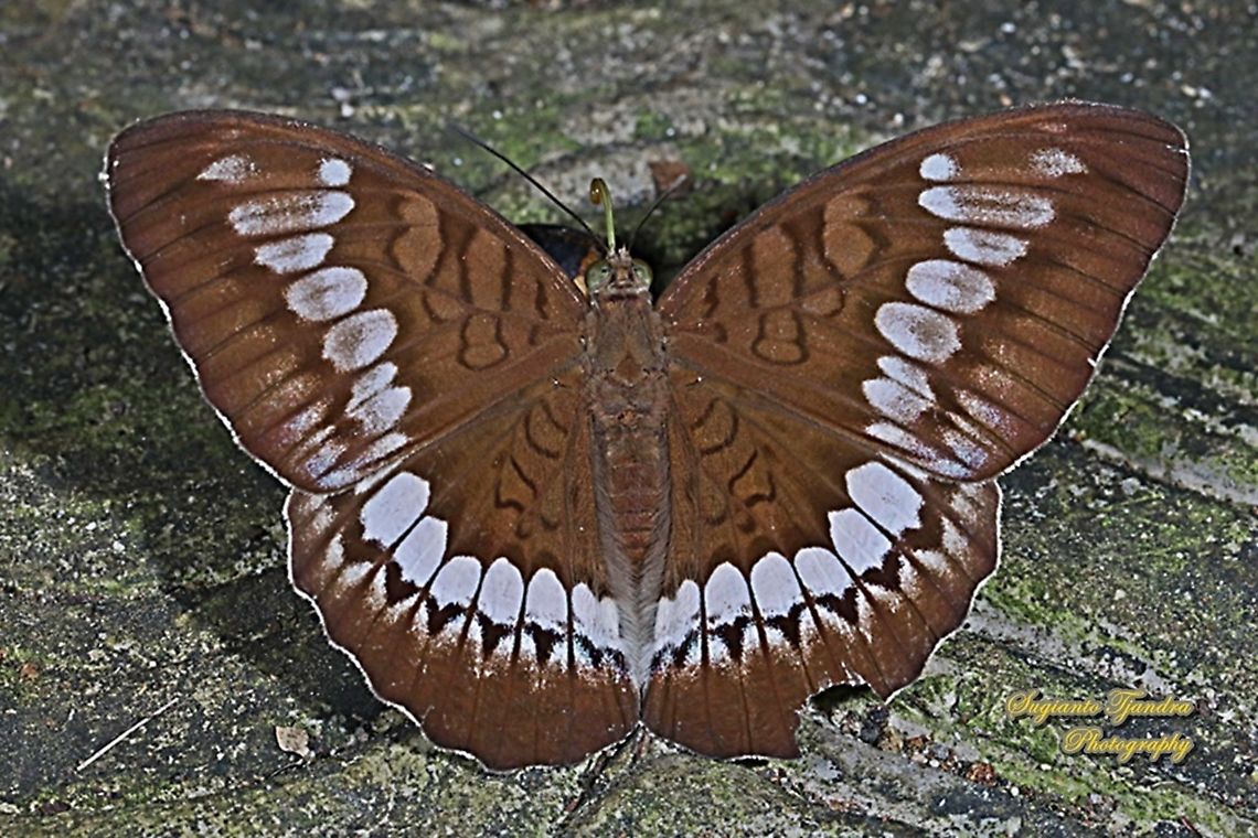 Tanaecia trigerta trigerta  Geotagged,Indonesia,Tanaecia trigerta,Winter