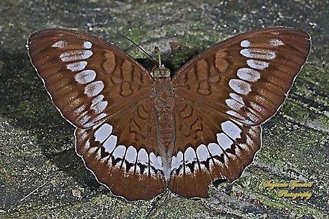 Tanaecia trigerta trigerta  Geotagged,Indonesia,Tanaecia trigerta,Winter