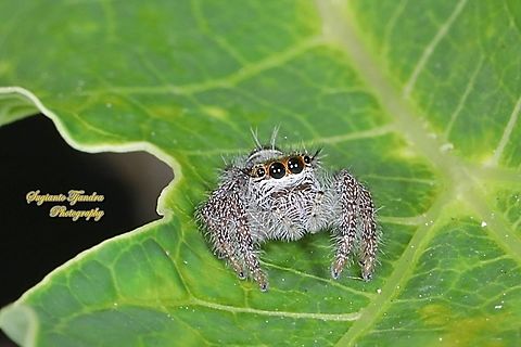 Jumping spider, Hyllus diardi, Salticidae-Female Juvenile  Geotagged,Hyllus diardi,Indonesia,Winter
