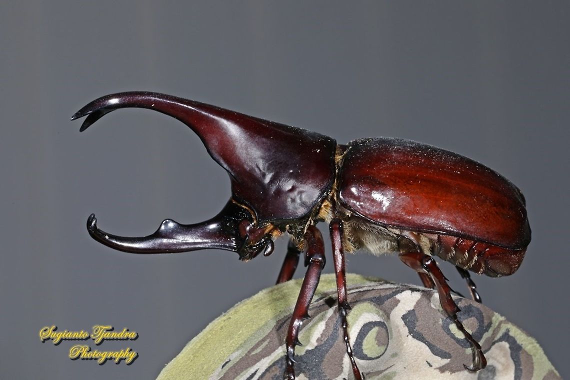 The brown rhinoceros beetle, Xylotrupes gideon  Geotagged,Indonesia,Siamese rhinoceros beetle,Winter,Xylotrupes gideon