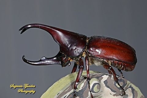 The brown rhinoceros beetle, Xylotrupes gideon  Geotagged,Indonesia,Siamese rhinoceros beetle,Winter,Xylotrupes gideon