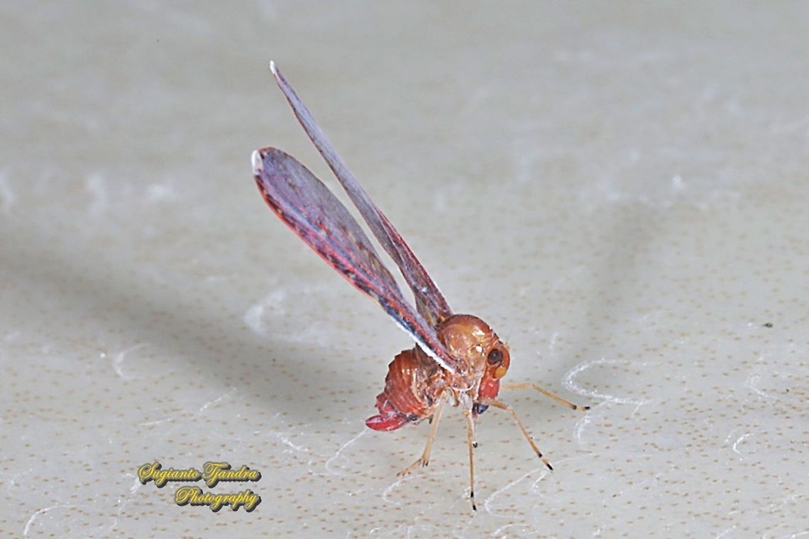 Derbid Planthopper, Derbidae  Geotagged,Indonesia,Winter