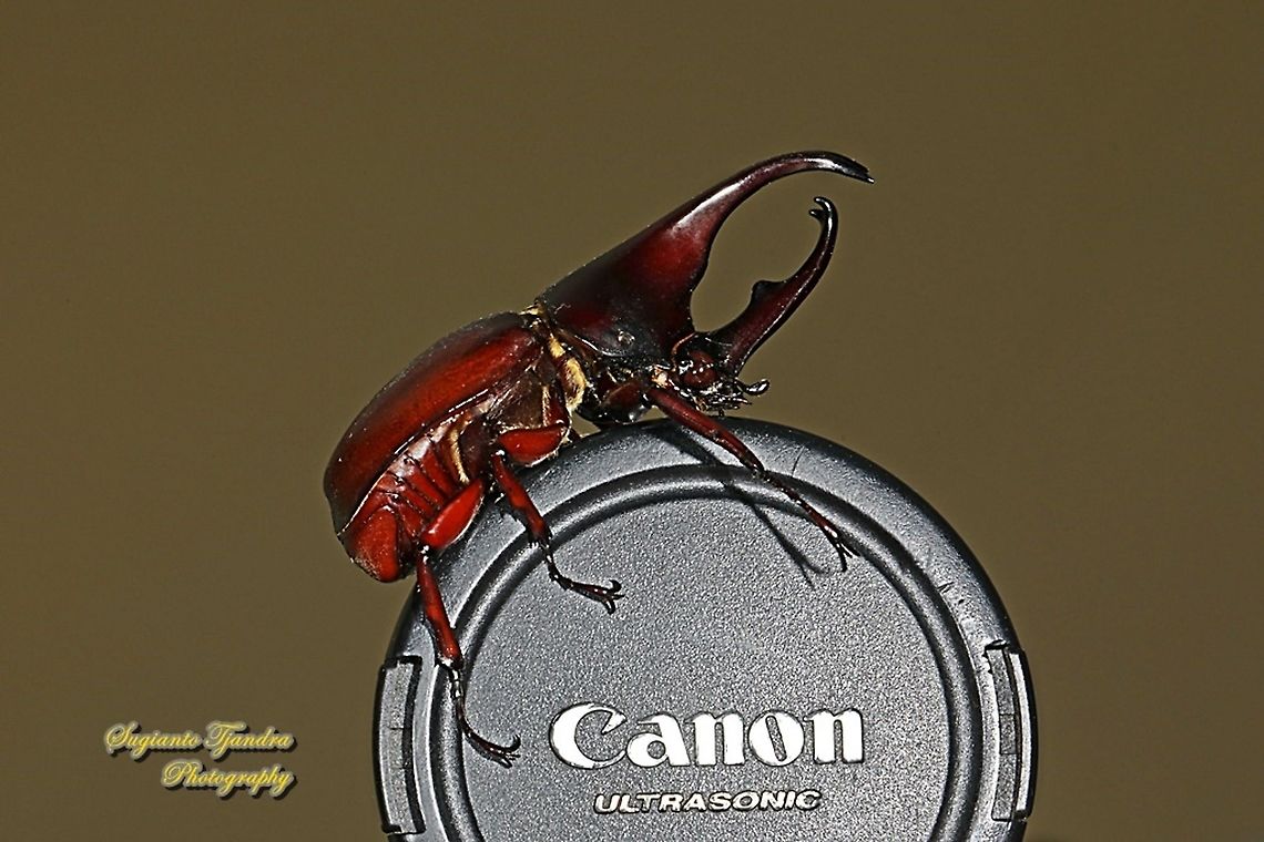 The brown rhinoceros beetle, Xylotrupes gideon - " I love Canon" lol  Geotagged,Indonesia,Siamese rhinoceros beetle,Winter,Xylotrupes gideon