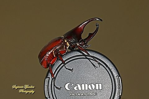 The brown rhinoceros beetle, Xylotrupes gideon - " I love Canon" lol  Geotagged,Indonesia,Siamese rhinoceros beetle,Winter,Xylotrupes gideon