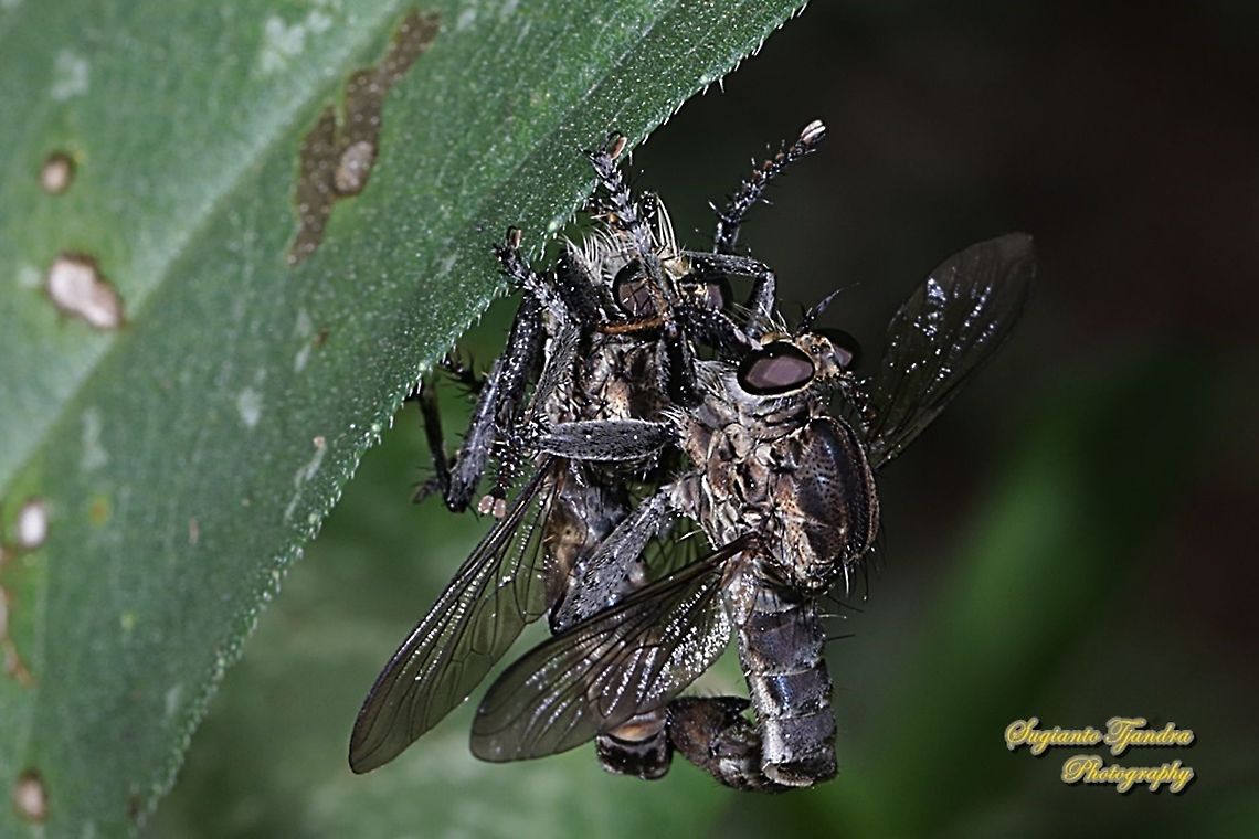 Black Robber fly, Asilidae  "mating"  Geotagged,Indonesia,Winter