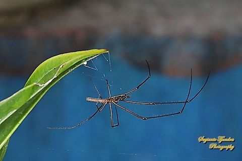 Long-jawed orb-weaver,  Tetragnatha, family Tetragnathidae  Geotagged,Indonesia,Winter