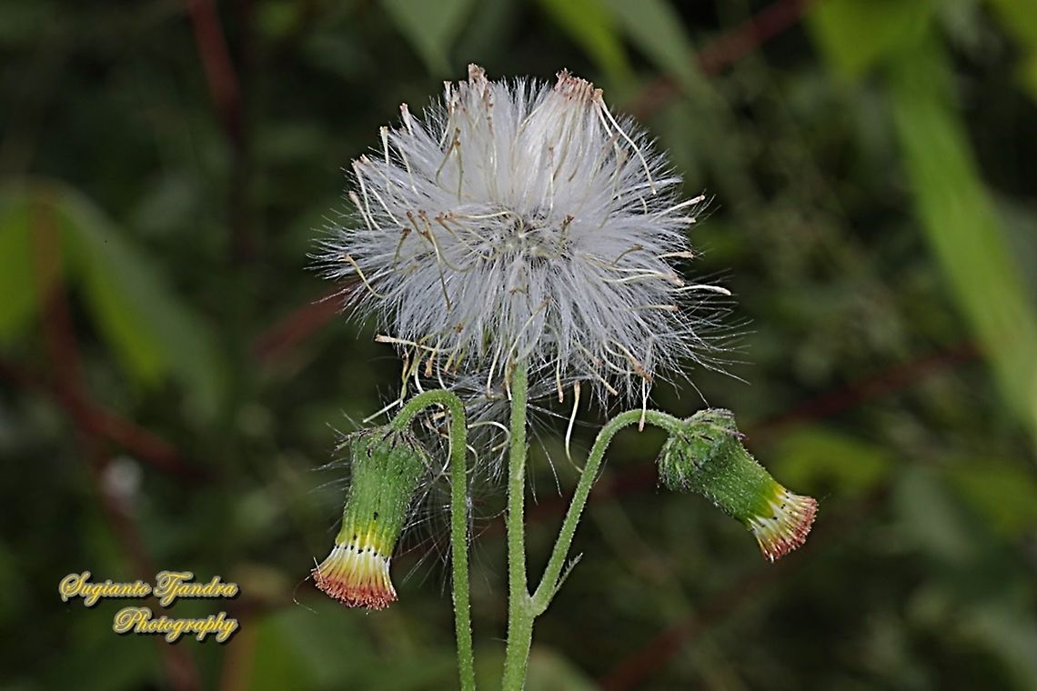 Sintrong/Seeds of fireweed, Crassocephalum crepidioides  Crassocephalum crepidioides,Geotagged,Indonesia,Winter