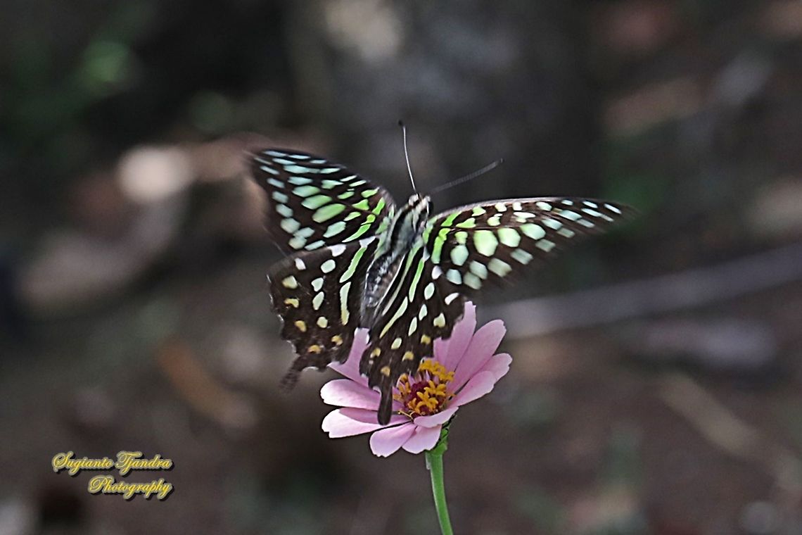 The Tailed Jay Butterfly, Graphium agamemnon "flying on to the Zinnia flower"  Geotagged,Graphium agamemnon,Indonesia,Tailed Jay,Winter