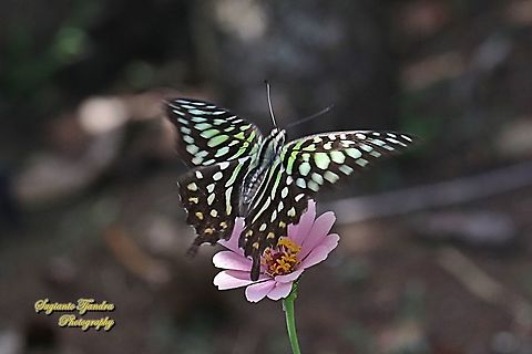 The Tailed Jay Butterfly, Graphium agamemnon "flying on to the Zinnia flower"  Geotagged,Graphium agamemnon,Indonesia,Tailed Jay,Winter