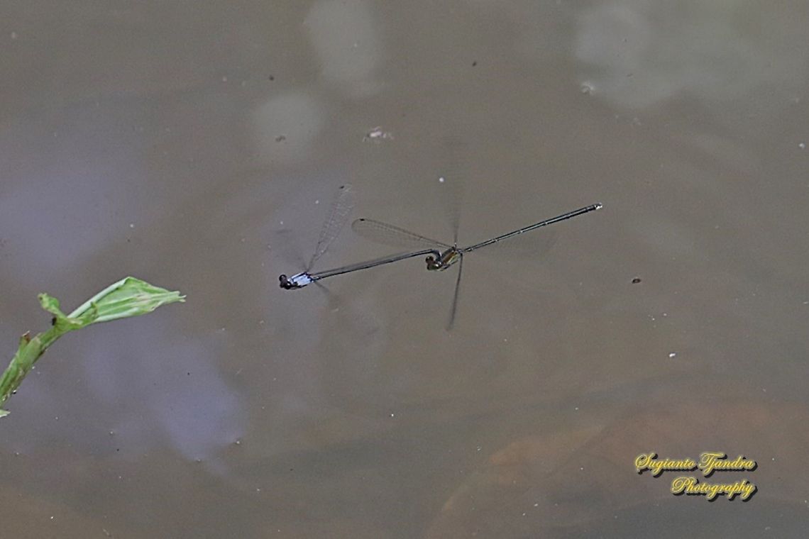 Grey Sprite Damselfly, Pseudagrion Pruinosum "mating on the air"  Geotagged,Indonesia,Pseudagrion pruinosum,Winter