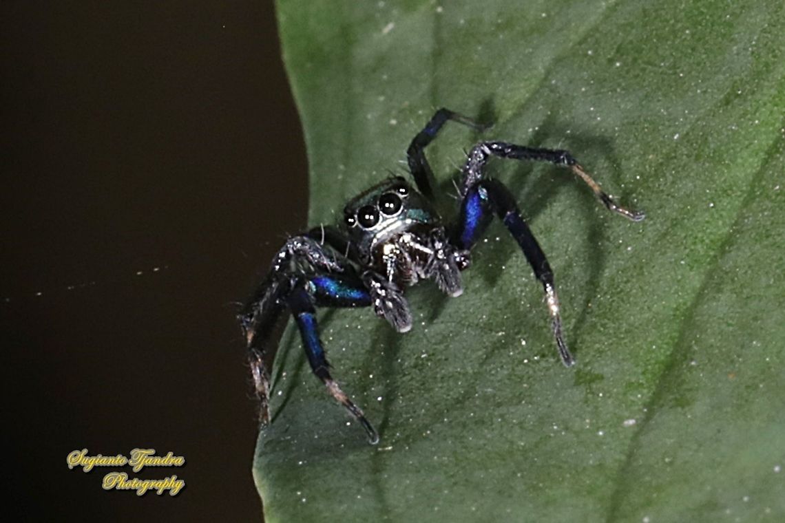 Banded Phintella Spider, Phintella vittata, family Salticidae  Banded Phintella,Phintella vittata