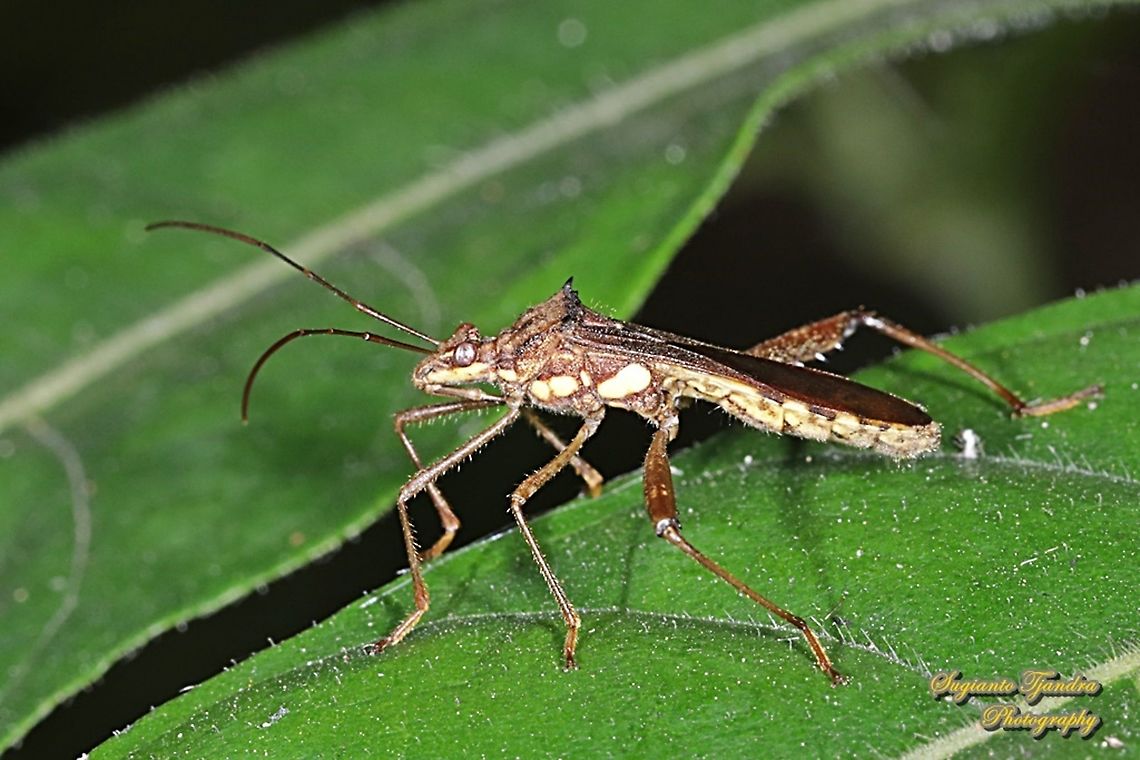 Broad-headed bug, Riptortus pedestris  Geotagged,Indonesia,Riptortus pedestris,Winter