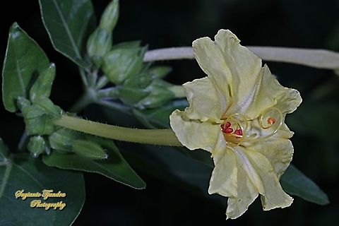 Kembang Pukul 4, Mirabilis Jalapa (Nyctaginaceae)  Geotagged,Indonesia,Marvel of Peru,Mirabilis jalapa,Winter