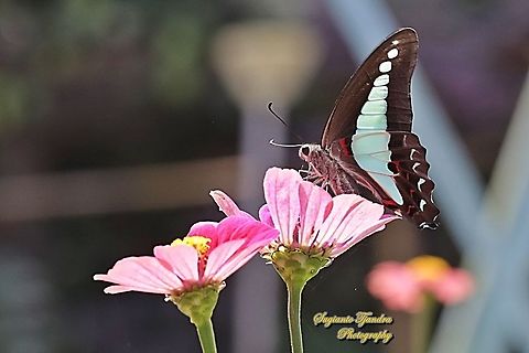 Common Bluebottle (Graphium sarpedon) "sucking nectar on the Zinnia flower"  Common Bluebottle,Geotagged,Graphium sarpedon,Indonesia,Winter