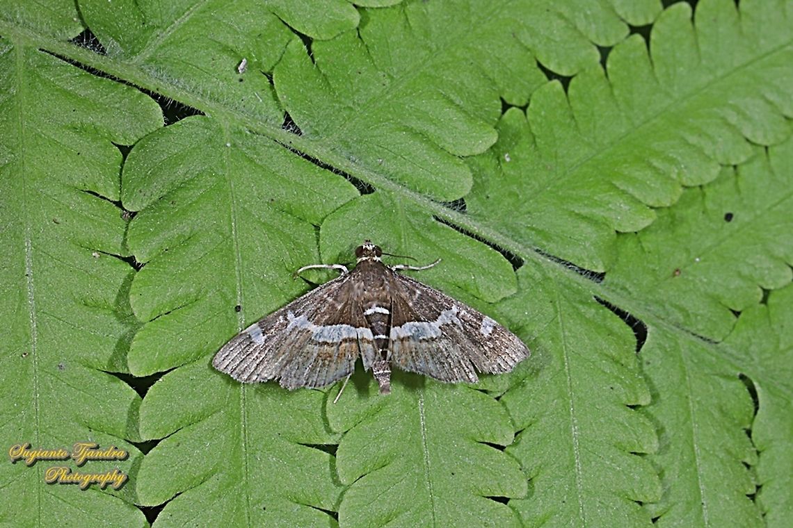The beet webworm moth, Spoladea recurvalis, family Crambidae  Geotagged,Hawaiian Beet Webworm,Indonesia,Spoladea recurvalis,Winter