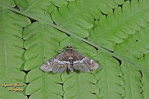 The beet webworm moth, Spoladea recurvalis, family Crambidae  Geotagged,Hawaiian Beet Webworm,Indonesia,Spoladea recurvalis,Winter