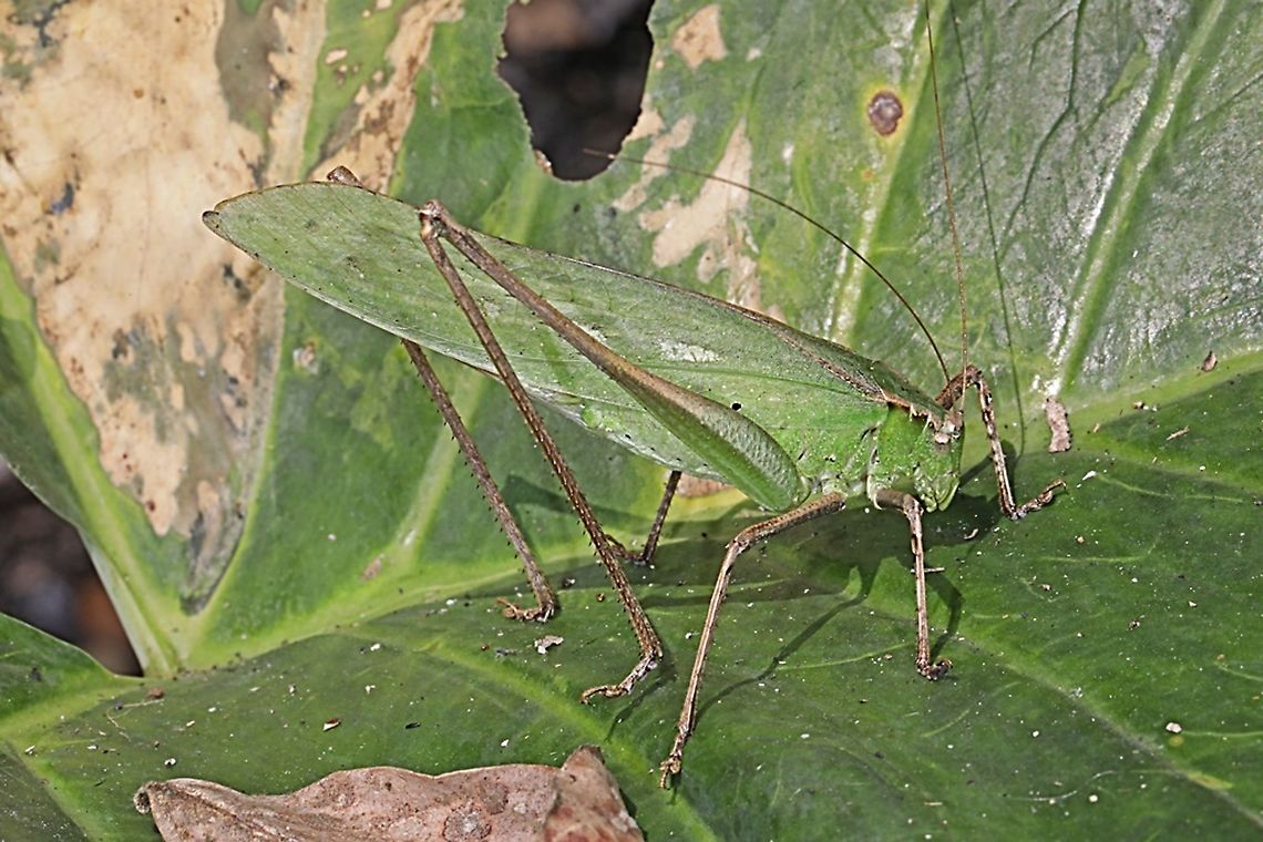 Large bush cricket/Katydid, Mecopoda elongata, family Tettigoniidae  Geotagged,Indonesia,Mecopoda elongata,Winter