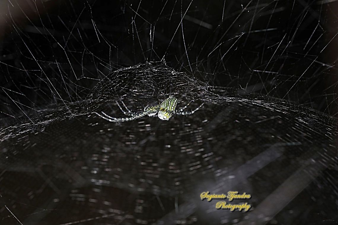 The Dome Tent-web spider (Cyrtophora moluccensis)  Cyrtophora moluccensis,Dome Tent Spider,Geotagged,Indonesia,Winter