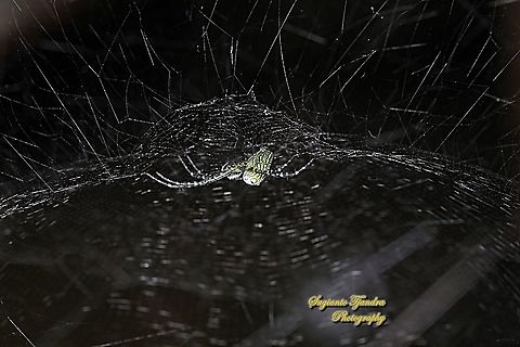 The Dome Tent-web spider (Cyrtophora moluccensis)  Cyrtophora moluccensis,Dome Tent Spider,Geotagged,Indonesia,Winter