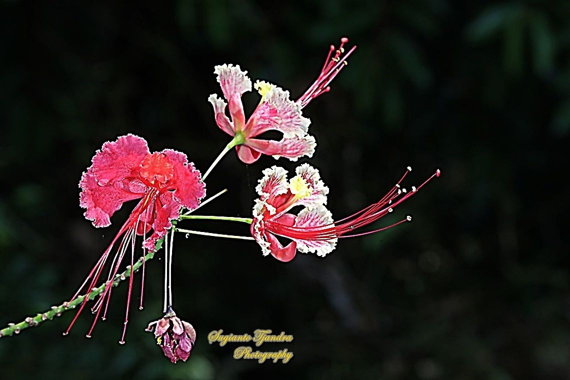 Kembang Merak/Peacock flower, Caesalpinia pulcherrima  Caesalpinia pulcherrima,Geotagged,Indonesia,Poinciana,Winter