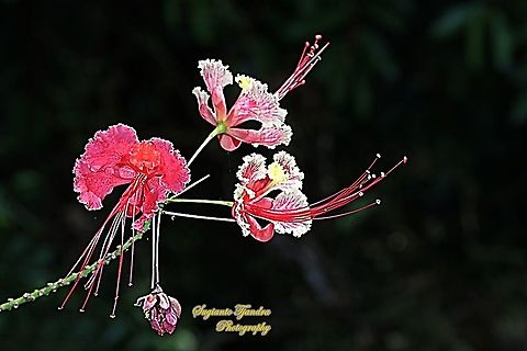 Kembang Merak/Peacock flower, Caesalpinia pulcherrima  Caesalpinia pulcherrima,Geotagged,Indonesia,Poinciana,Winter