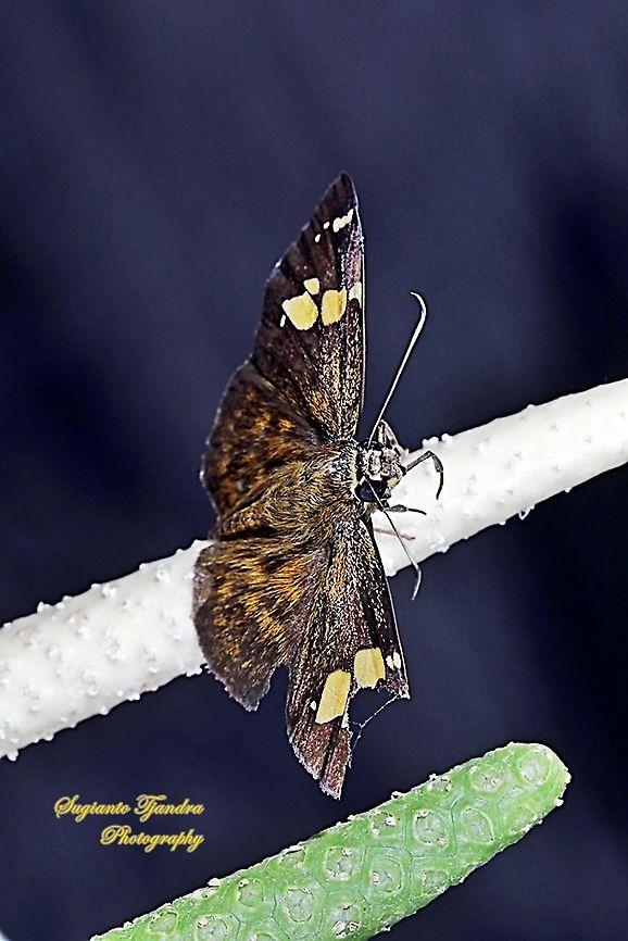 The Fulvous Pied Flat Butterfly, Pseudocoladenia dan eacus (family Hesperiidae)  Fulvous Pied Flat,Geotagged,Indonesia,Pseudocoladenia dan,Winter