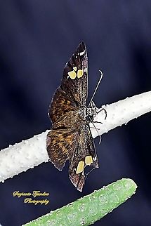 The Fulvous Pied Flat Butterfly, Pseudocoladenia dan eacus (family Hesperiidae)  Fulvous Pied Flat,Geotagged,Indonesia,Pseudocoladenia dan,Winter
