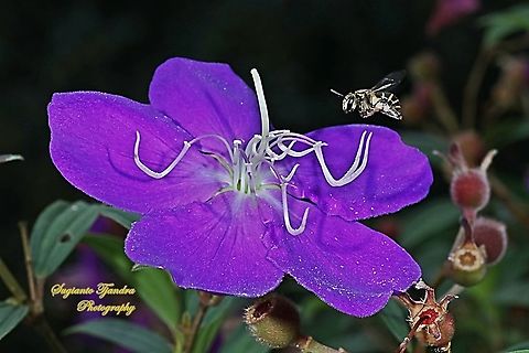 A Nomia bee. Nomia Sp., family Halictidae "looking for nectar" on the Princess Flower, Tibouchina urvilleana (family Melastomataceae )  Geotagged,Glory Bush,Indonesia,Tibouchina urvilleana,Winter