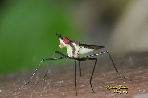 Banana Stalk flies, Telostylinus lineolatus, Neriidae  Geotagged,Indonesia,Telostylinus lineolatus,Winter