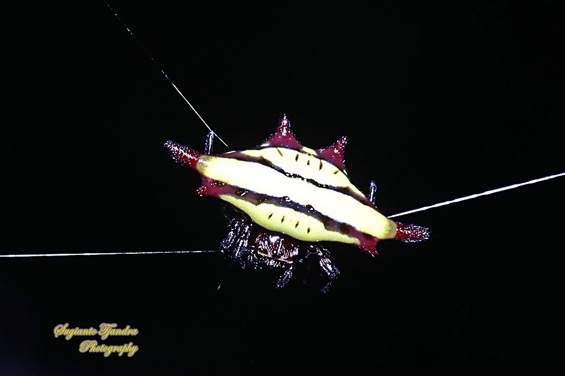 Spiny Back Orb Weaver Spider (Gasteracantha diadesmia)  Gasteracantha diadesmia,Geotagged,Indonesia,Winter