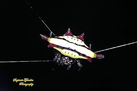 Spiny Back Orb Weaver Spider (Gasteracantha diadesmia)  Gasteracantha diadesmia,Geotagged,Indonesia,Winter