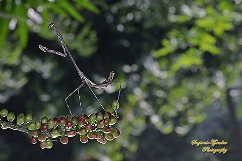 Giraffe mantis, Euchomenella sp, family Mantidea  Geotagged,Indonesia,Winter