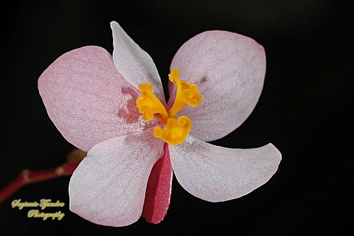 Begonia Grandis 'Heron's Pirouette', Begoniaceae  Begonia grandis,Geotagged,Hardy begonia,Indonesia,Winter