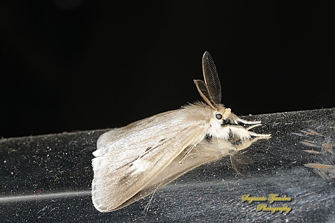 Tussock Moth, Lymantriinae  Geotagged,Indonesia,Summer,Winter