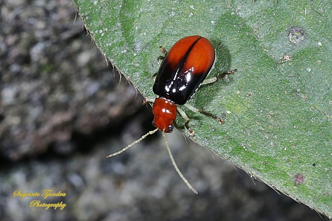 Leaf beetle, Aulacophora Sp., family Chrysomelidae  Geotagged,Indonesia,Winter