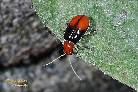 Leaf beetle, Aulacophora Sp., family Chrysomelidae  Geotagged,Indonesia,Winter