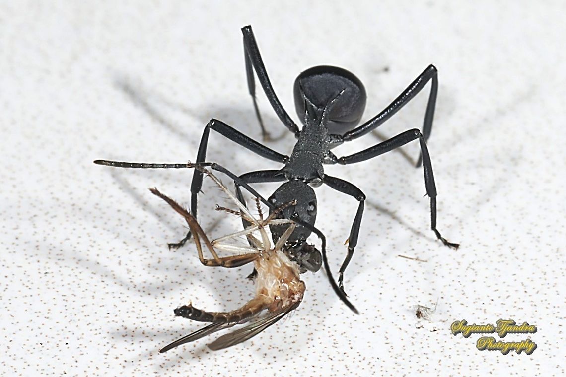 Black Spiny Ant (Polyrhachis armata) w/prey (mini robber fly, Asilidae)  Geotagged,Indonesia,Polyrhachis armata,Winter