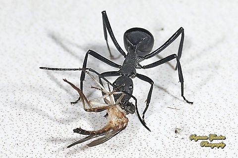 Black Spiny Ant (Polyrhachis armata) w/prey (mini robber fly, Asilidae)  Geotagged,Indonesia,Polyrhachis armata,Winter