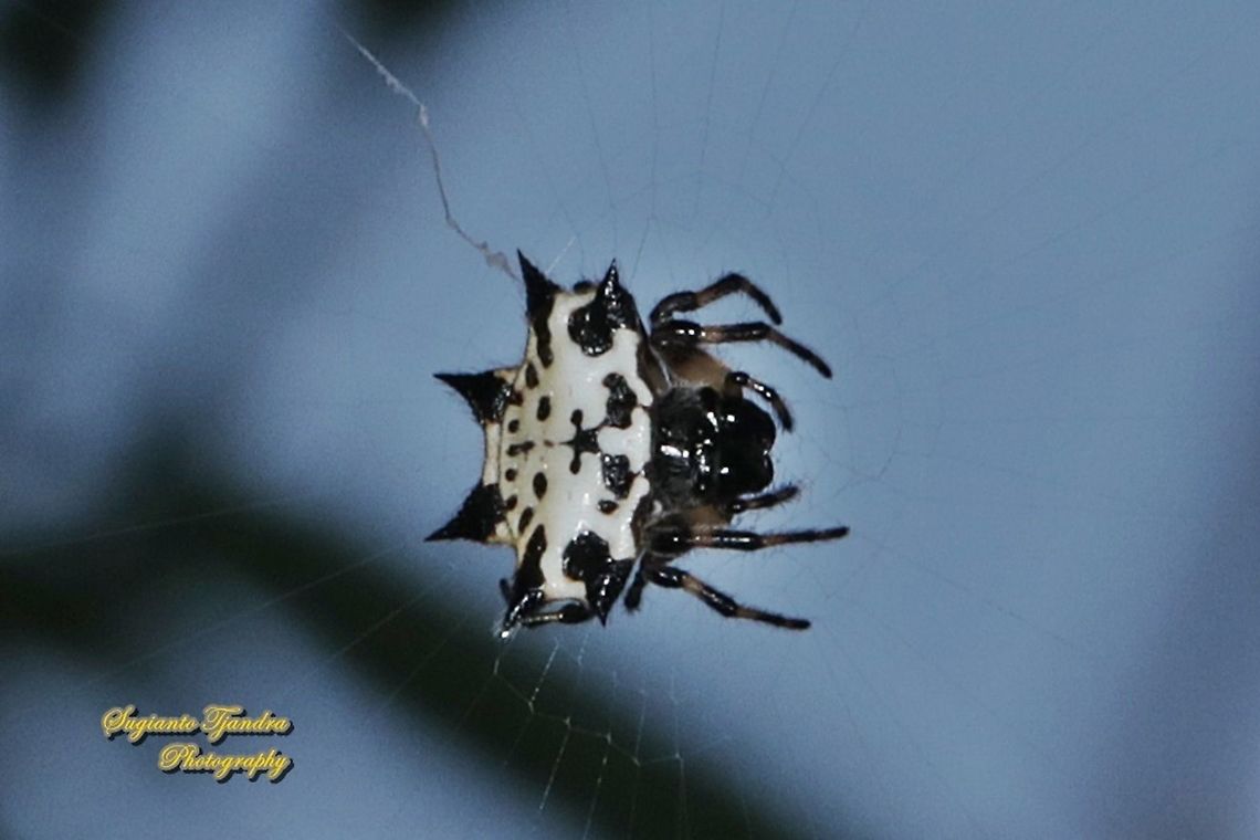 Black-and-white spiny spider, Gasteracantha kuhlii  Black-and-White Spiny Spider,Gasteracantha kuhlii,Geotagged,Indonesia,Winter