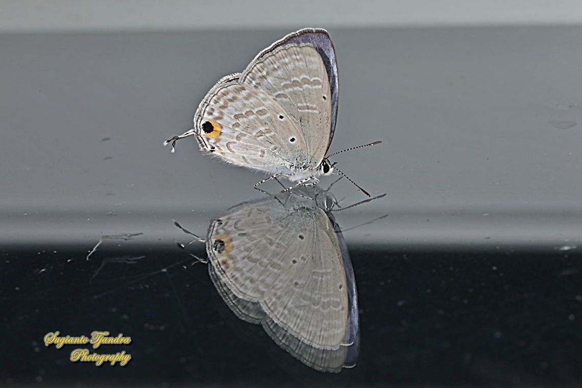 The forget-me-not butterfly, Catochrysops strabo, family Lycaenidae "Reflection"  Catochrysops strabo,Forget-me-not,Geotagged,Indonesia,Winter